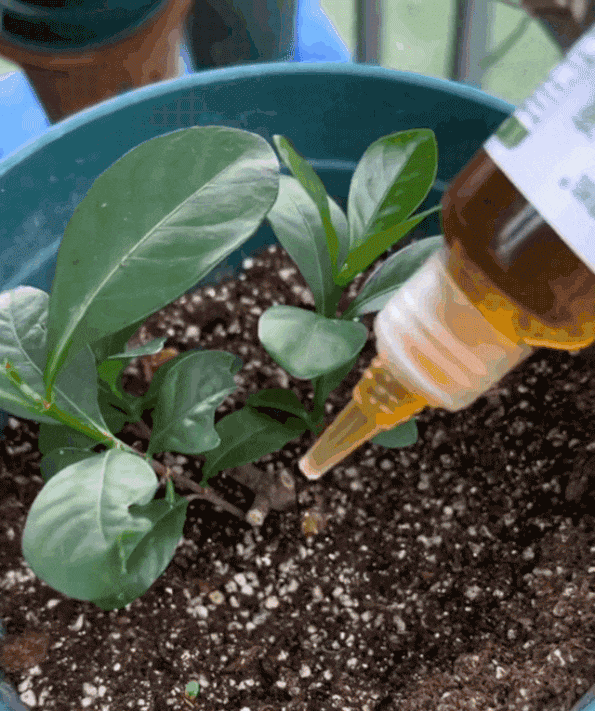 翻译件-JS-通用型植物花卉复活液-1153785_09.gif