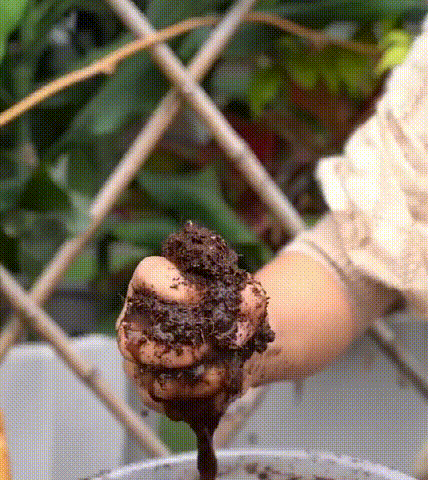 翻译件-XX23041302M-绿植营养土【有机天然椰砖】-1036449_12.gif