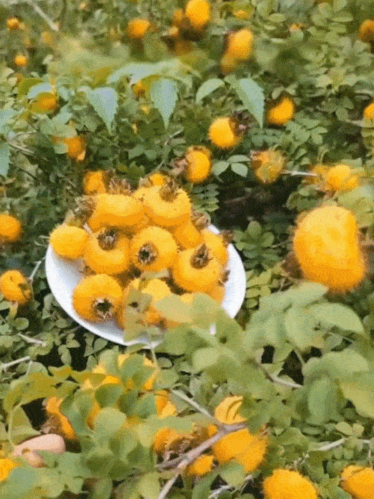 翻译件-JC-纯手工刺梨干-1143816-系统_33.gif