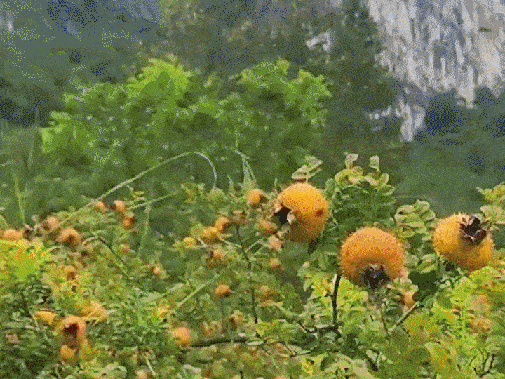 翻译件-JC-纯手工刺梨干-1143816-系统_35.gif